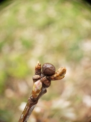 Neuroterus vesicula