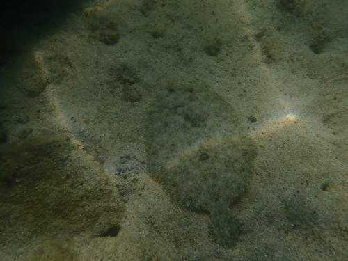 Bothus mancus observed 2026-09-13