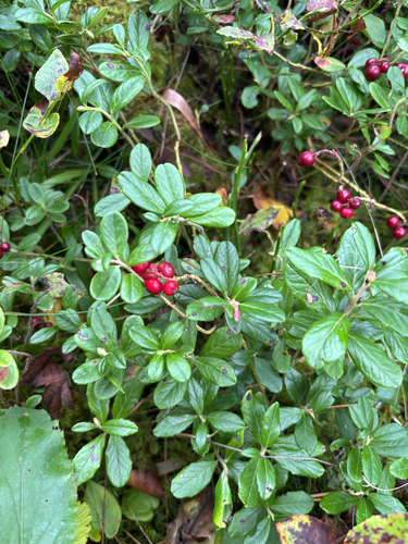 Lingonberry