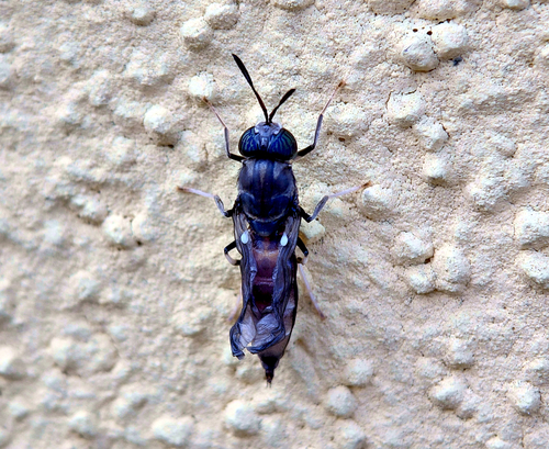 Black Soldier Fly