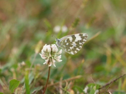 Eastern Bath White