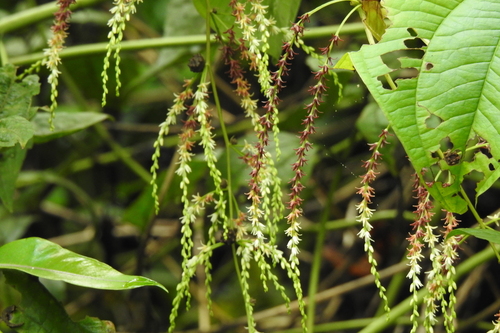 Dioscorea bulbifera, photograph 6