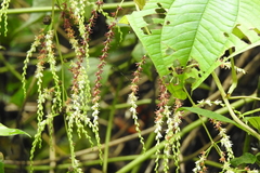 Dioscorea bulbifera, photograph author not stated, no rights reserved