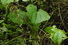 Dioscorea bulbifera, photograph author not stated, no rights reserved