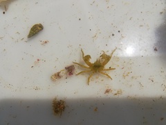 Acanthonyx lunulatus