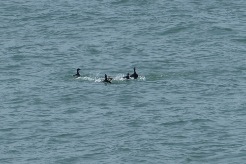 Common Scoter