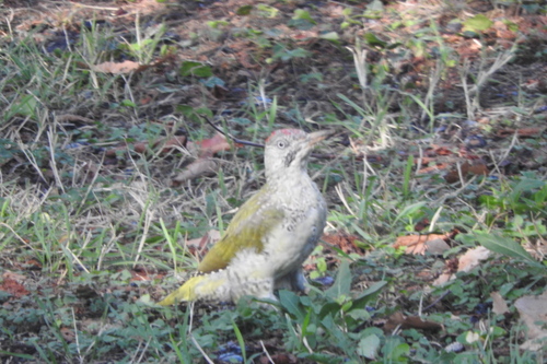 Eurasian Green Woodpecker
