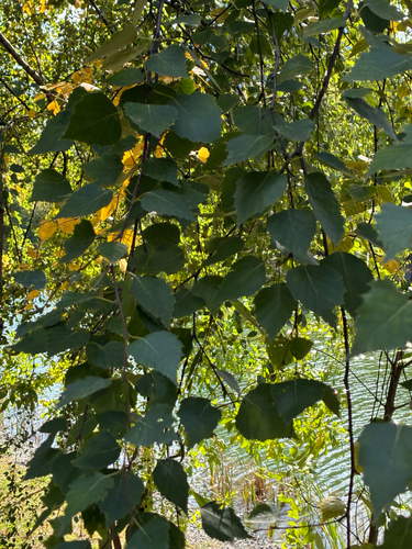 Наблюдение на iNaturalist