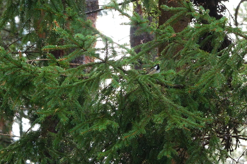 Coal Tit