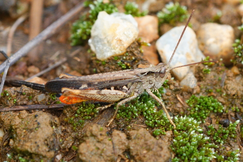 Common Field Grasshopper