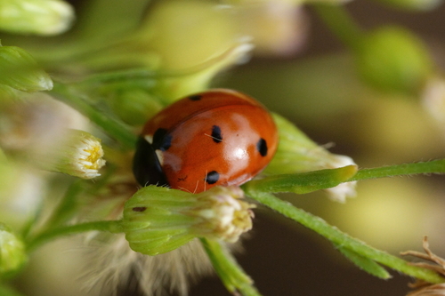 Seven-spotted Lady Beetle