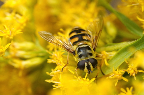 Yellow-haired Sun Fly
