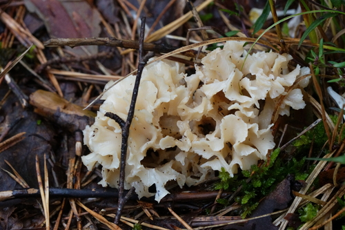 Cauliflower Fungus