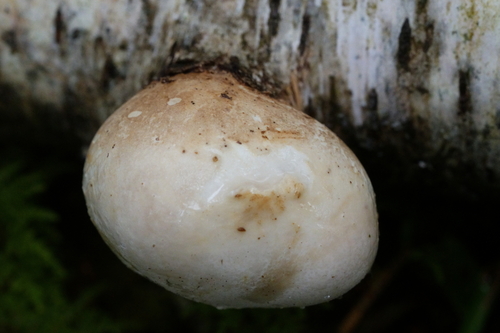 birch polypore