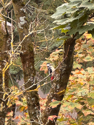 Great Spotted Woodpecker