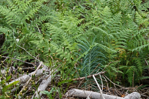 caper spurge
