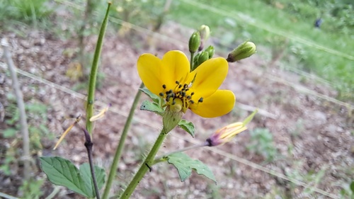 Asian Spiderflower