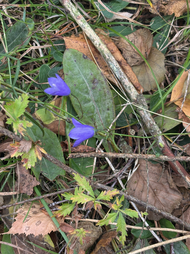 Common Harebell