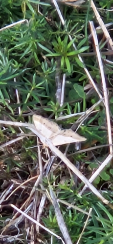Isturgia arenacearia