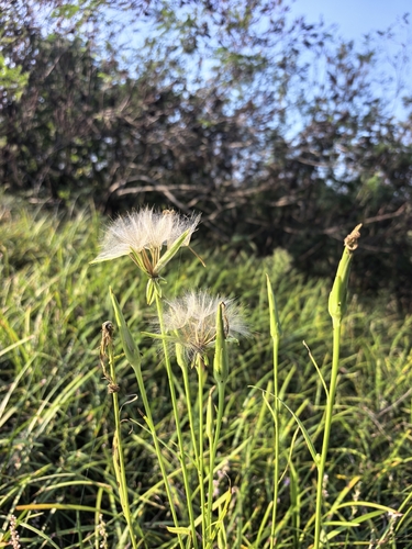Scorzonera albicaulis