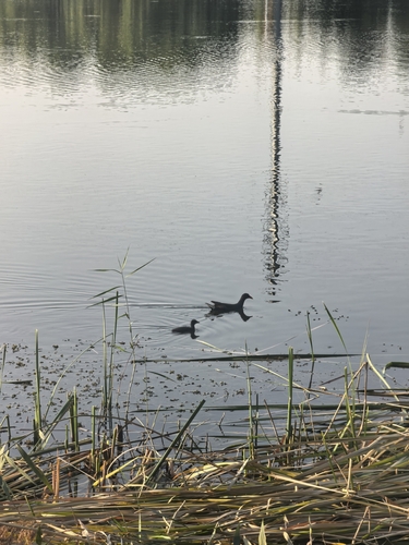 Eurasian Moorhen