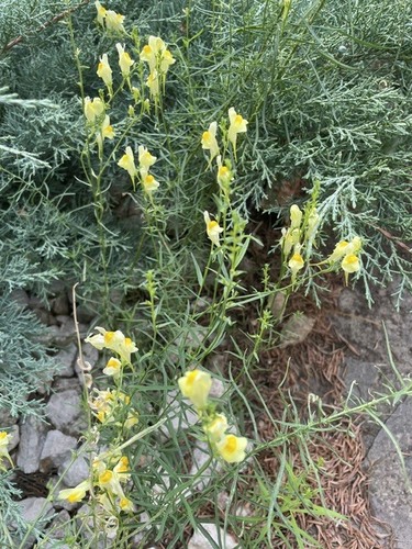 common toadflax
