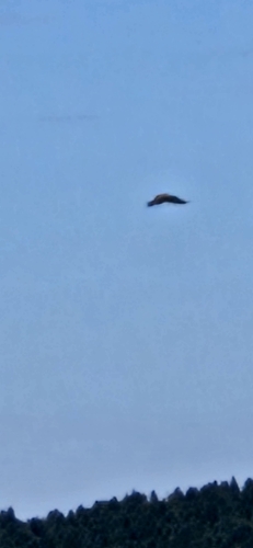 Eurasian Kestrel