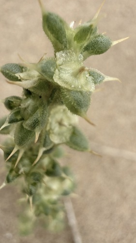 Salsola kali, photograph 6