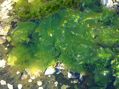 Ulva rigida