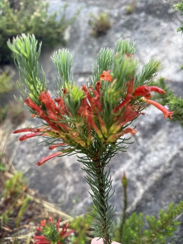Erica abietina, 2026-09-14