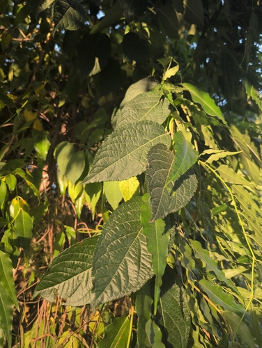 Gutta-percha Tree