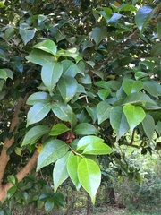 Camellia japonica