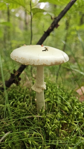 False Death-cap
