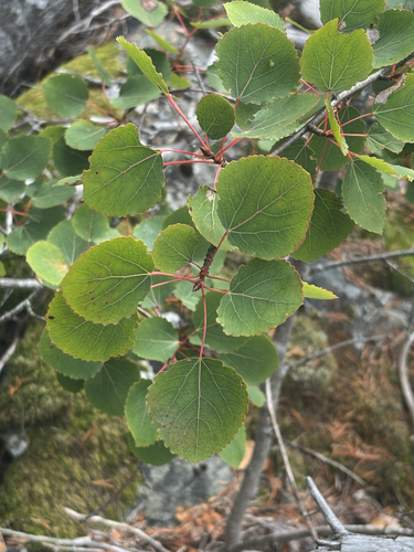 European aspen