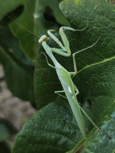 Giant African Mantis