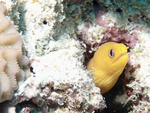 Gymnothorax melatremus observed 2026-09-12