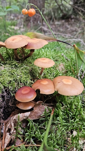 Sheathed Woodtuft