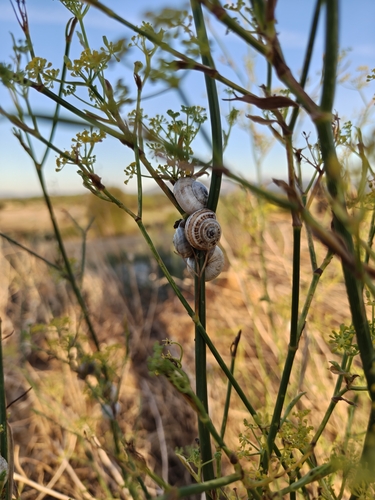 White Italian Snail