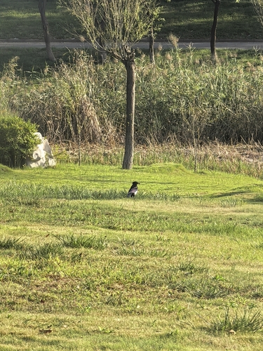 Oriental Magpie