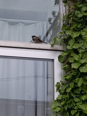 Passer domesticus