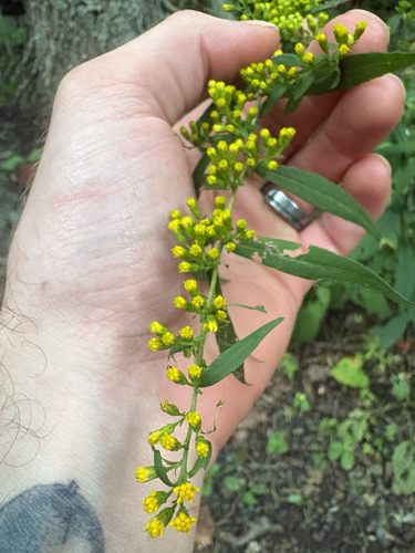 bluestem goldenrod