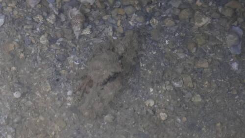 Rhinolambrus observed 2026-09-12