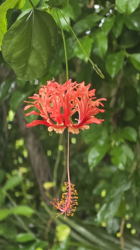 Spider Hibiscus