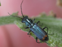 Clanoptilus elegans