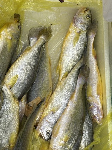Large Yellow Croaker