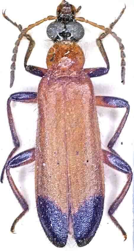 Idgia terminata
