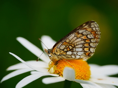 Melitaea parthenoides