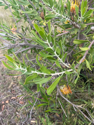 Leucospermum cuneiforme, photograph 6