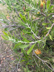 Leucospermum cuneiforme, photograph (c) Justin Ponder, some rights reserved (CC BY)