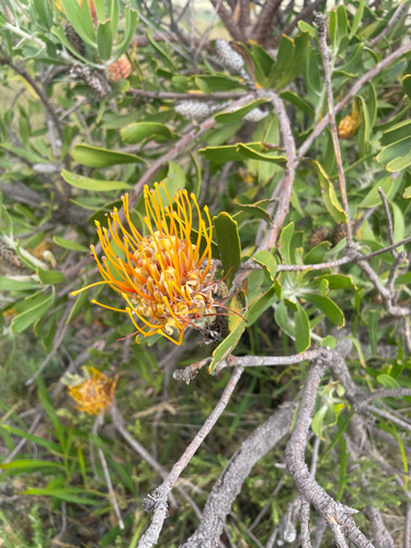 Leucospermum cuneiforme, photograph 4